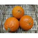 Mandarines ECO