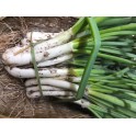 Calçots manat 25 unitats