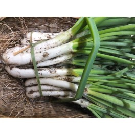100 Calçots eco